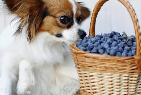 dog berries