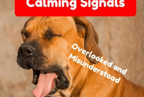 calming signal dog