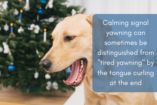 dog yawn