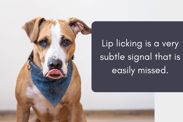 dog lip lick