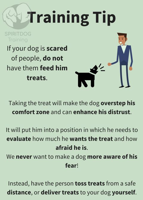 Dog training for anxiety sales near me