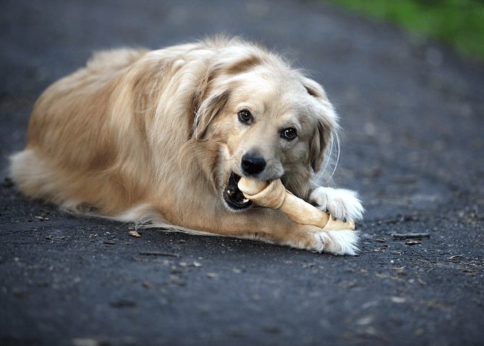 dog guarding bone