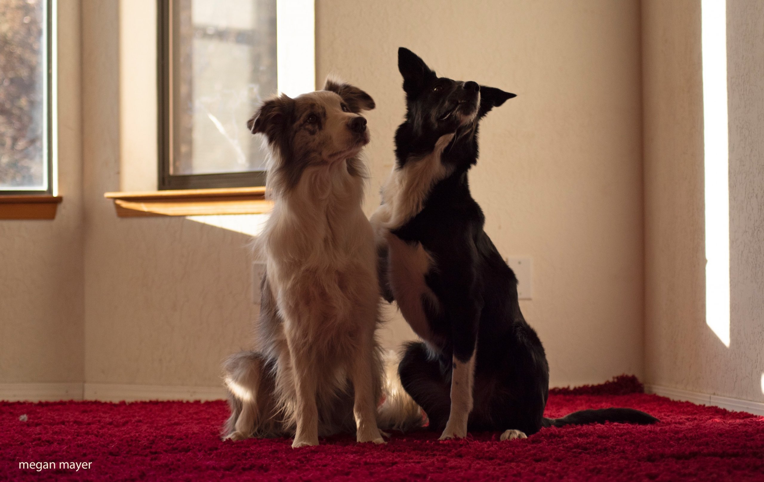 two dogs hugging