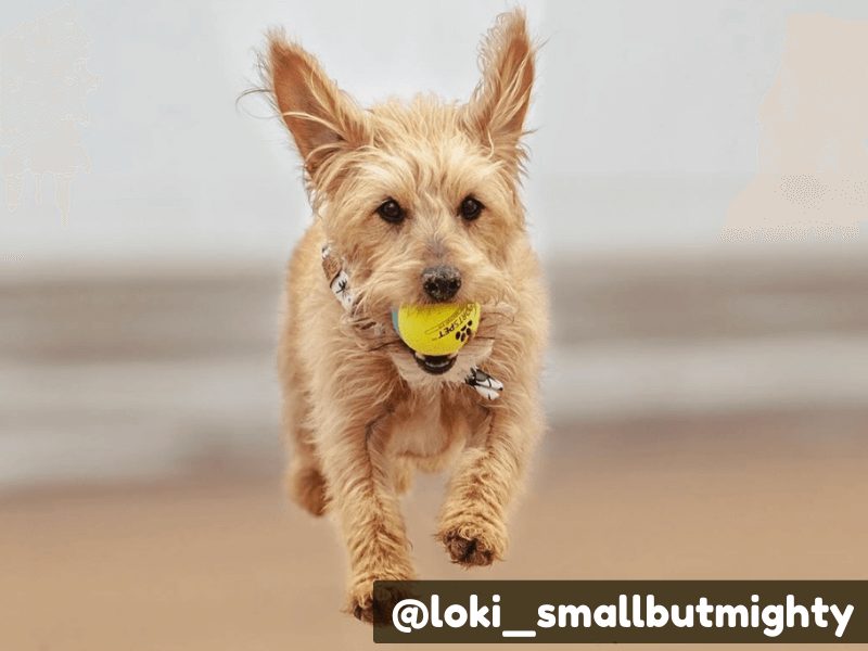 dog fetch at beach