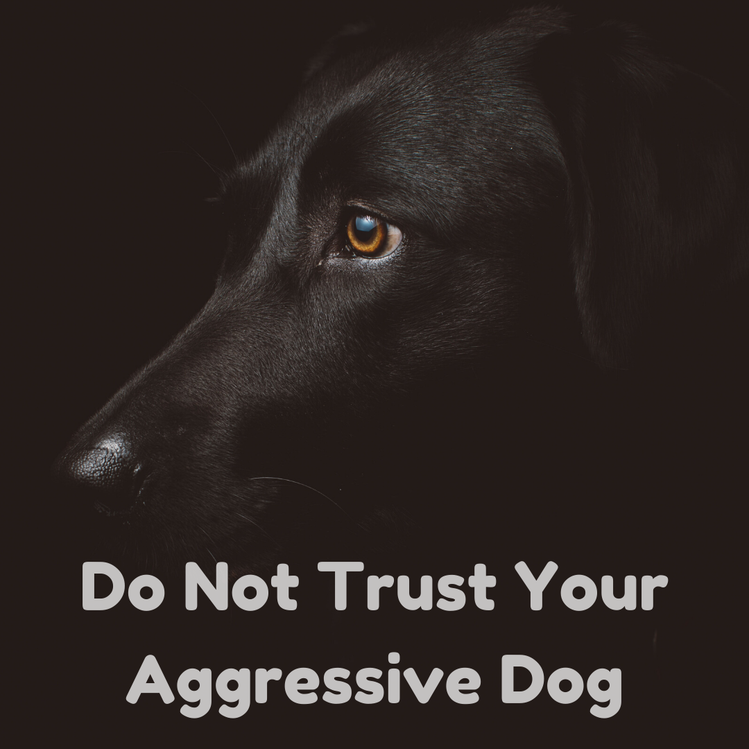 aggressive dog