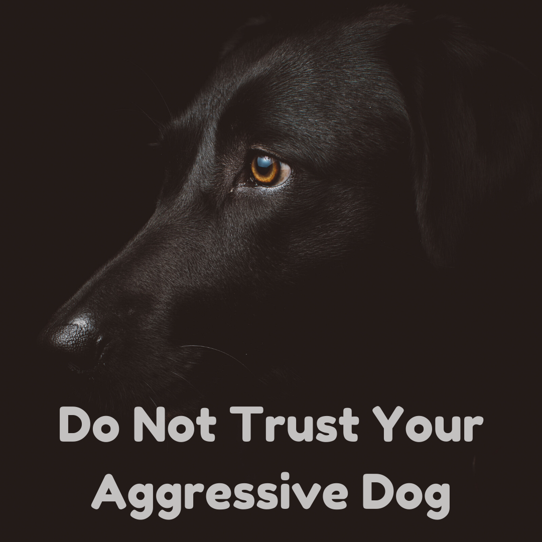 Do Not Trust Your Aggressive Dog - SpiritDog Training