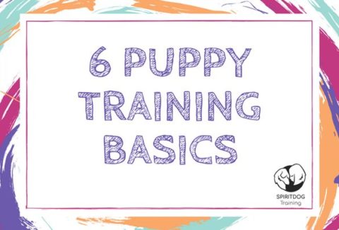 6 Puppy Training Basics