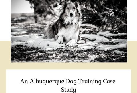 An Albuquerque Dog Training Case Study