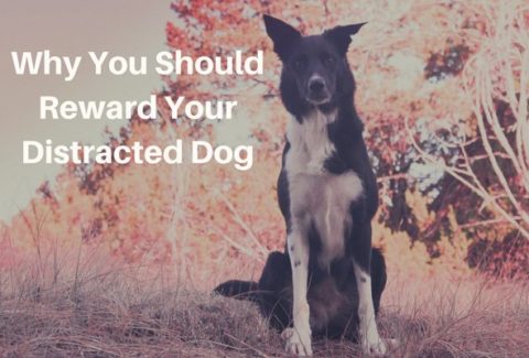 Why You Should Reward Your Distracted Dog