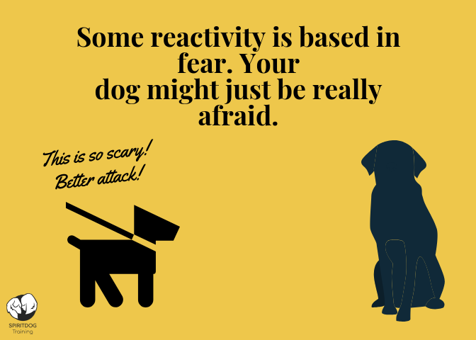 care for reactive dogs