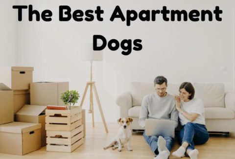apartment dog