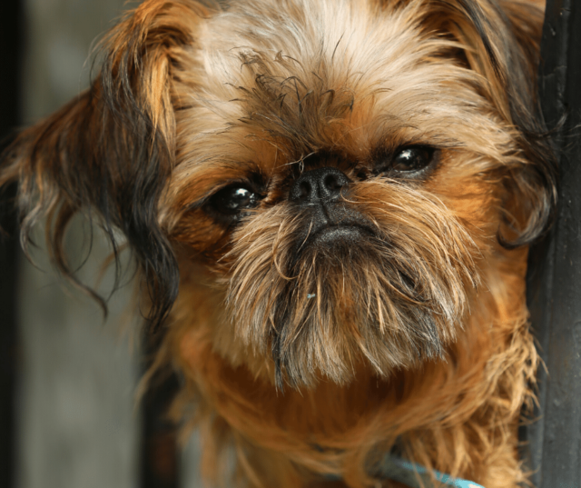 Best Dog Breeds for Apartment Living - SpiritDog Training
