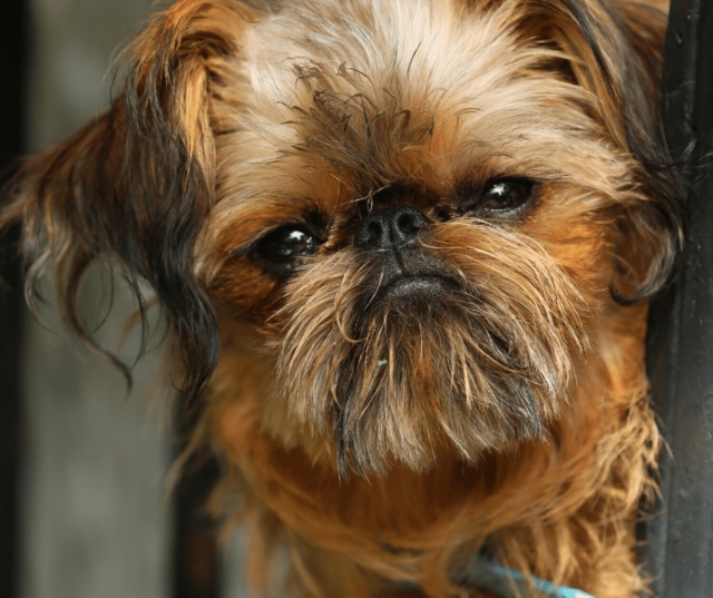 brussels griffon