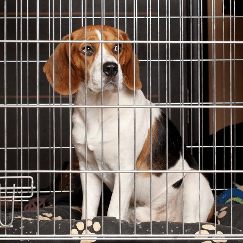 beagle puppy in a wire crate