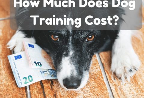 dog training cost