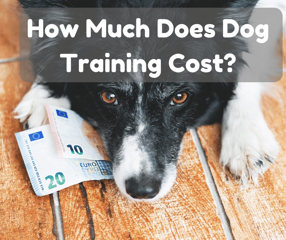 dog training cost