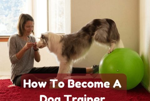 how to become a dog trainer