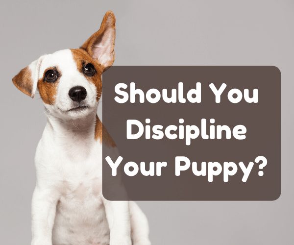 https://spiritdogtraining.com/wp-content/uploads/2020/05/how-to-discipline-a-puppy.jpg