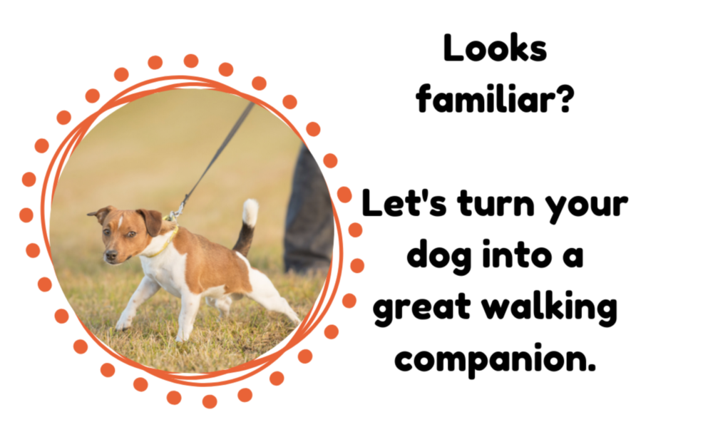 step 1 of leash walking: teach your dog to follow pressure, not resist