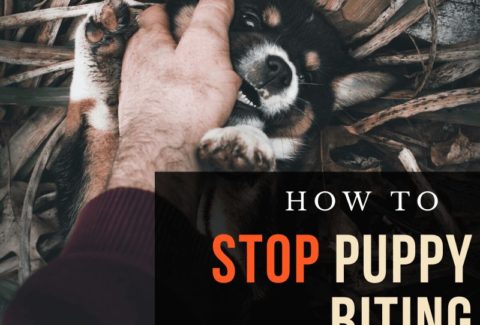 stop puppy from biting