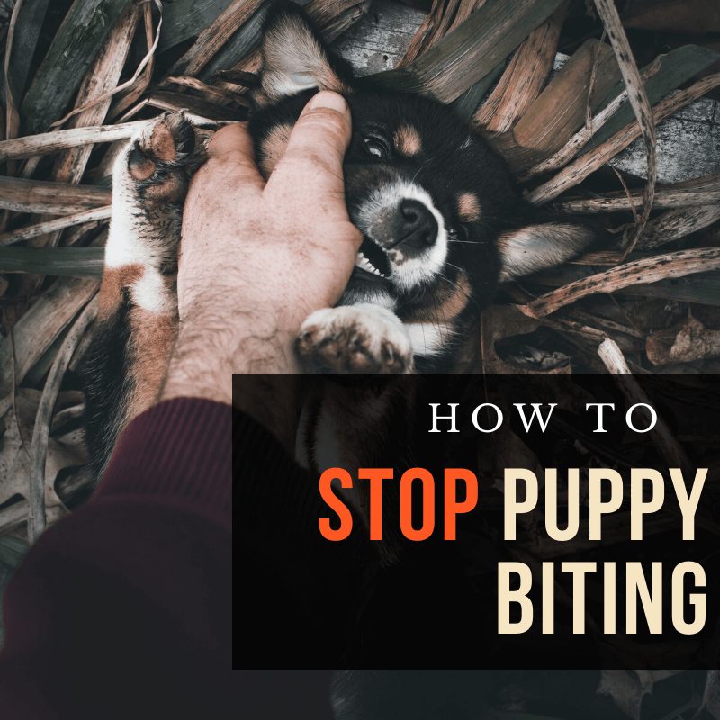 stop puppy from biting
