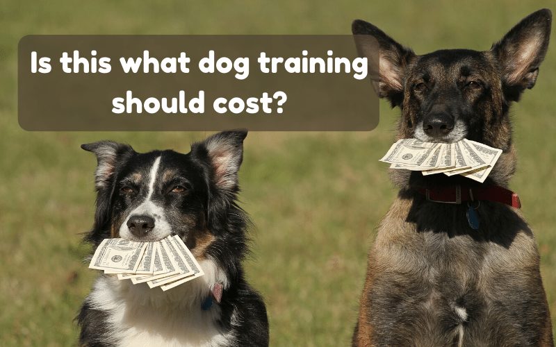 what-does-dog-training-cost.jpg