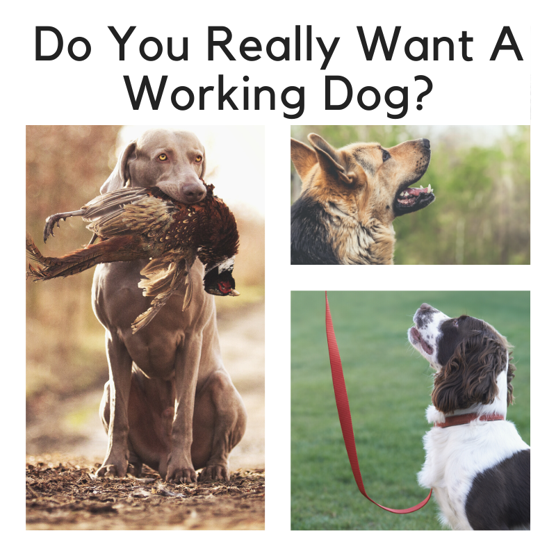 working dog training