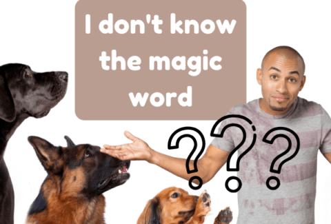 magic word dog