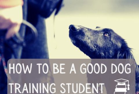 How to be a good dog training student