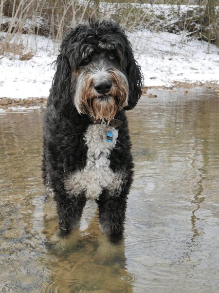 bernedoodle in the winter