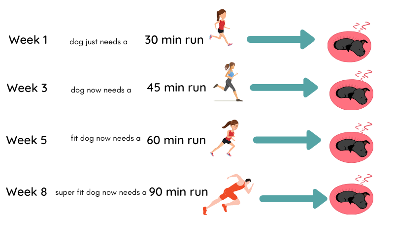 Dog Exercise: 8 Reasons Your Dog Needs Exercise Every Day