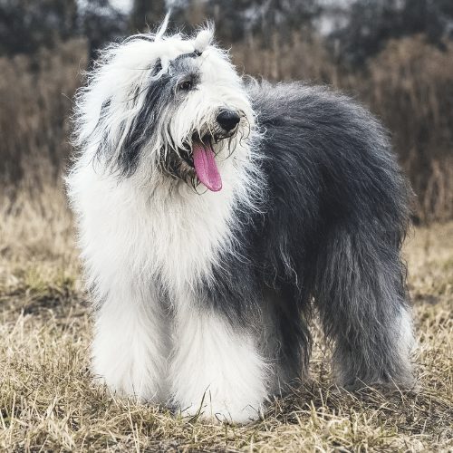 Sheepadoodle - A Smart and Loyal Doodle - SpiritDog Training