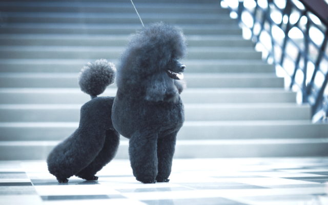 poodle-colors-12-amazing-color-variations-from-common-to-rare