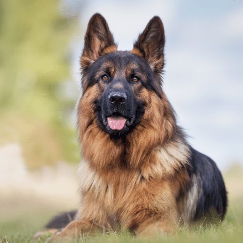 can you register your german shepherd with akc without papers