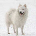 Japanese Spitz Dog Breed Information - SpiritDog Training