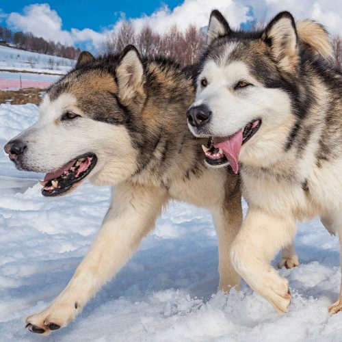 two malamutes in the snow