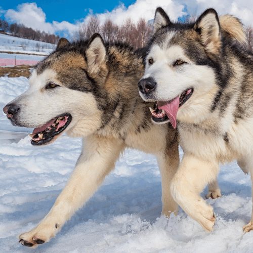 how much do alaskan malamute puppies weigh