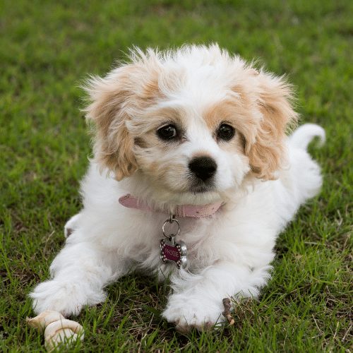 cavachon puppy on grass