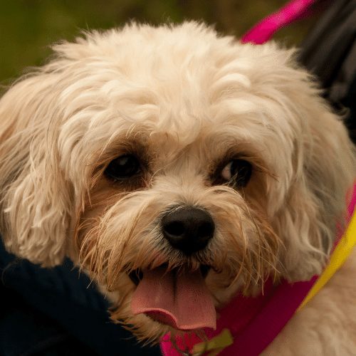 brown cavachon