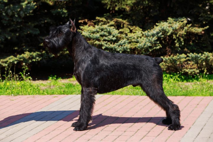 black standard schnauzer