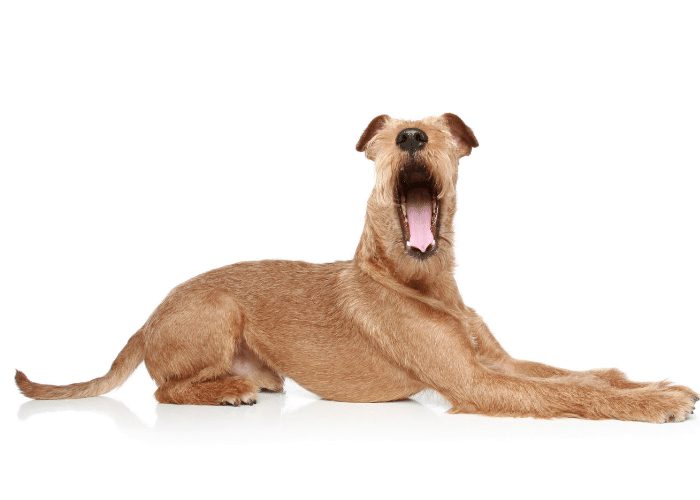 irish terrier who is yawning