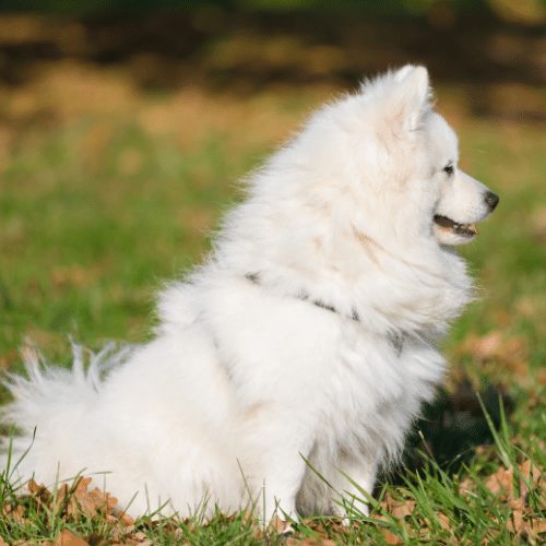 japanese spitz at the park