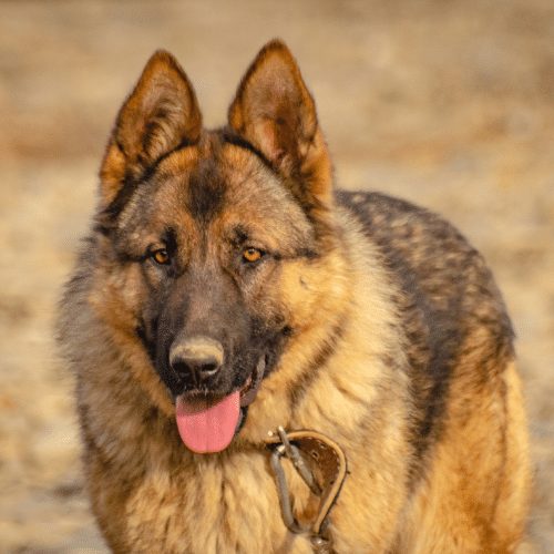 King shepherd store german shepherd mix