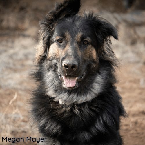 black female shepherd cross