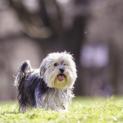 morkie playing in the park