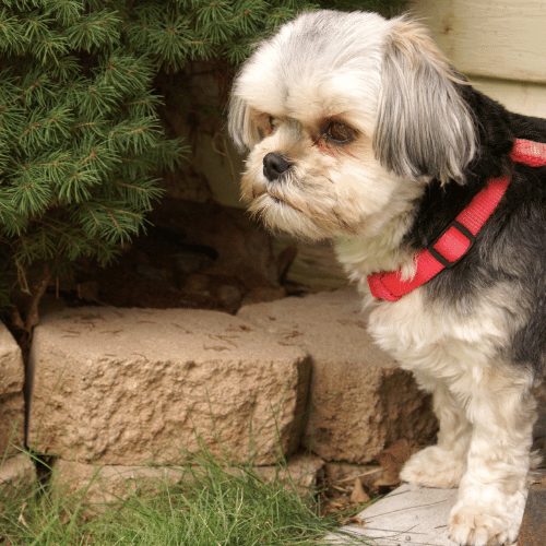 morkie in a yard with red collar