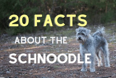 schnoodle facts