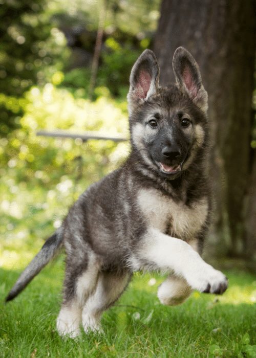 shepherd puppy running