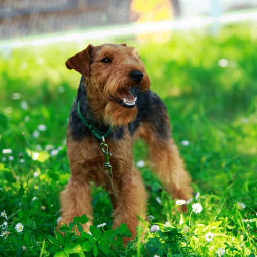 welsh terrier in the park