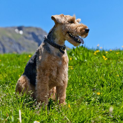 welsh terrier on a hike